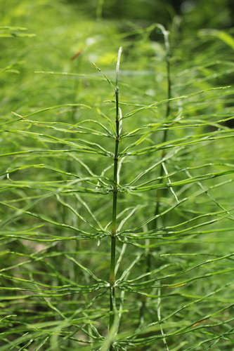field horsetail