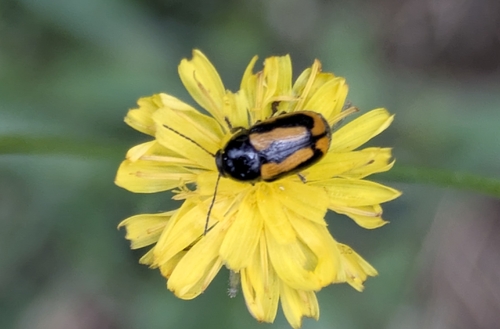 Cryptocephalus vittatus