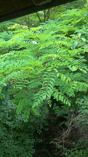 black locust