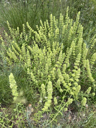 Hairy Ironwort