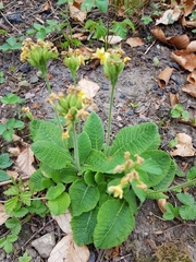 Primula veris