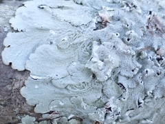 Canoparmelia cryptochlorophaea