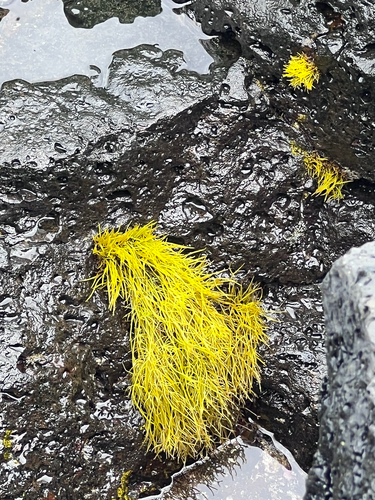 Ahnfeltiopsis observed 2026-06-04
