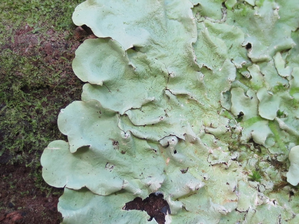 Canoparmelia martinicana