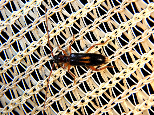 Atesta mediana