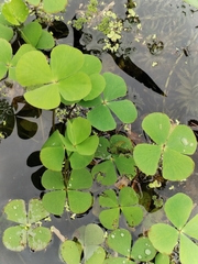 Marsilea minuta