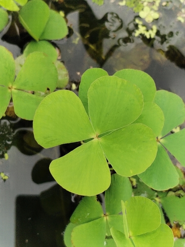 Marsilea minuta, photograph 2