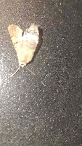Eurasian Hummingbird Hawkmoth