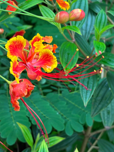 peacock flower