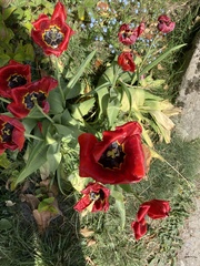 Tulipa
