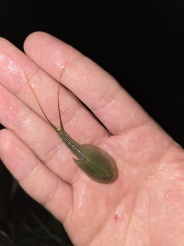 Longtail Tadpole Shrimp