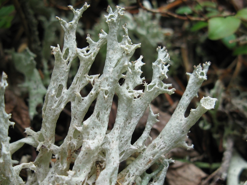 Fishnet Cladonia