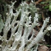 Fishnet Cladonia - Photo (c) troy_mcmullin, some rights reserved (CC BY-NC), uploaded by troy_mcmullin