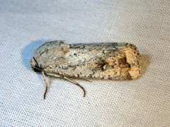 Proteuxoa amaurodes