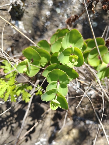 Hylotelephium ussuriense, photograph 1