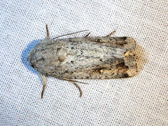 Proteuxoa amaurodes