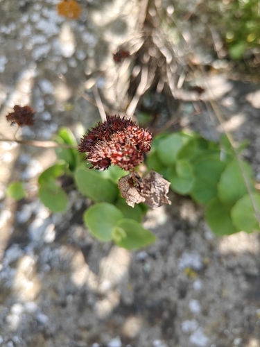 Hylotelephium ussuriense, photograph 3