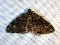 Chrysolarentia gypsomela