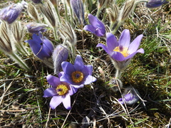 Pulsatilla