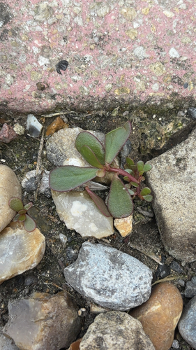 Common Purslane