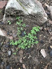 Galium leptogonium