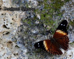 Asterocampa idyja argus