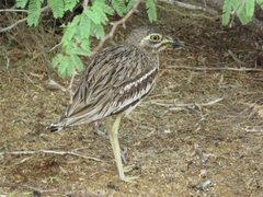 Burhinus indicus