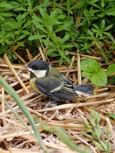 Great Tit
