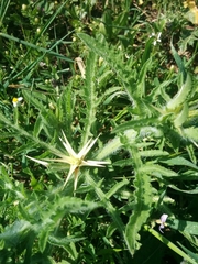 Centaurea iberica
