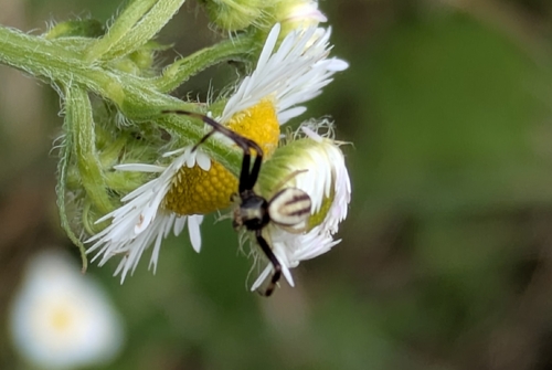 Goldenrod Crab Spider