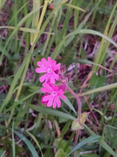 red campion