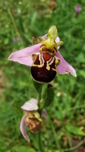 Bee Orchid