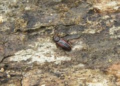 Bothrideres bipunctatus