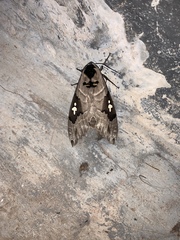 Lophostethus dumolinii