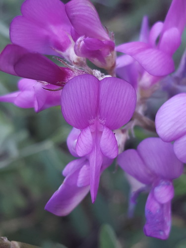 Boreal Sweet-vetch
