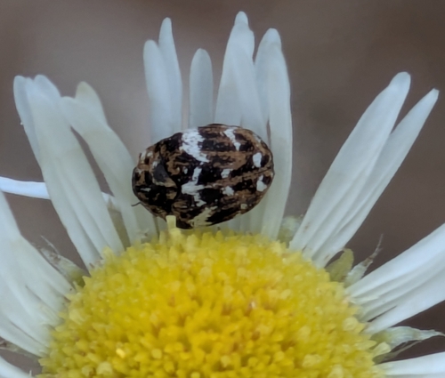 Anthrenus angustefasciatus