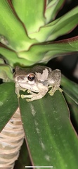 Litoria dentata