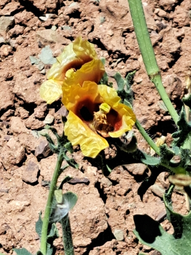 Red Horned Poppy