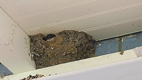 Western House Martin