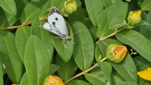 Large White