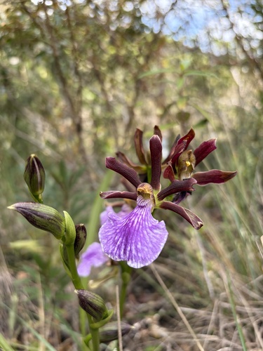 Zygopetalum triste
