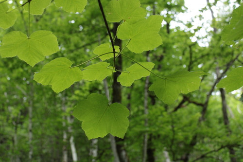 Acer opalus opalus