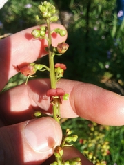 Scrophularia rubricaulis