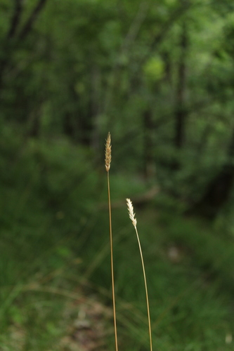 Blue Moor-grass