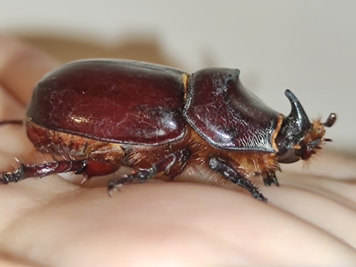 Oryctes nasicornis corniculatus