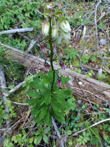 Martagon Lily