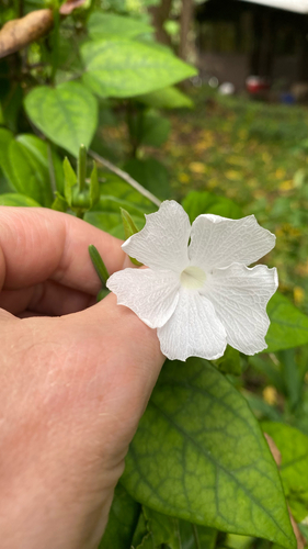 Thunbergia fragrans observed 2026-06-05