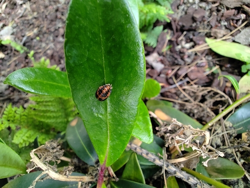 Asian Lady Beetle