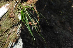 Haplopteris anguste-elongata