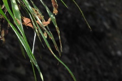 Haplopteris anguste-elongata